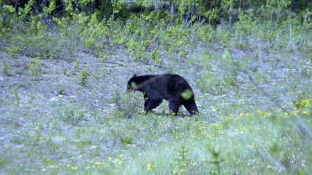 Alaska 2000 St06 14a