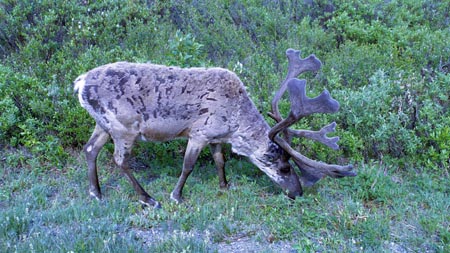 Alaska 2000 St08 03