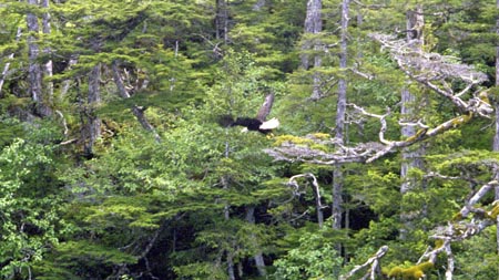 Alaska 2000 Su01 19a
