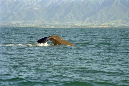 NZ Film 28 17