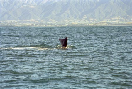 NZ Film 28 23