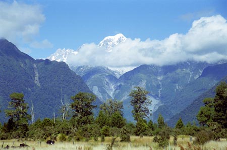 NZ Film 32 36
